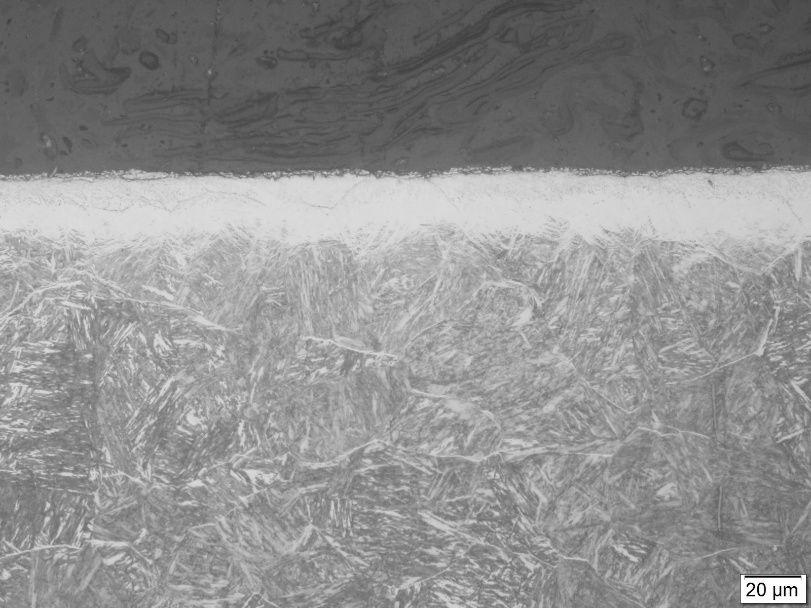 フルナイト45 20H 組織写真