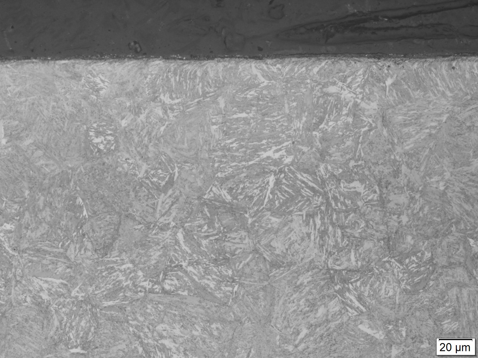 SACM645 組織写真