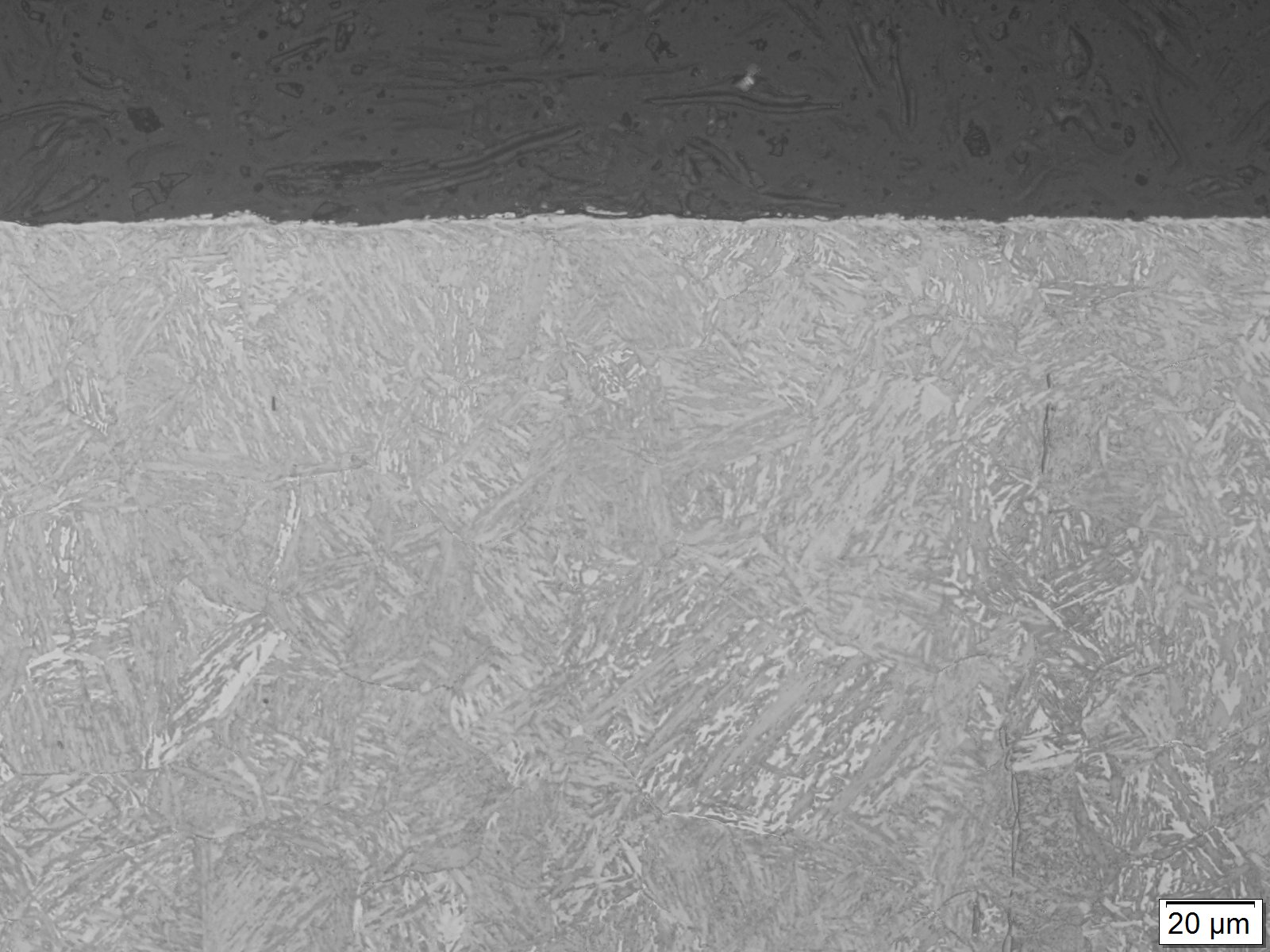 SACM645 組織写真